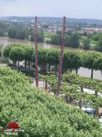 Agen-2008-04