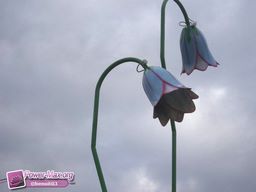 Vichy-2011-27